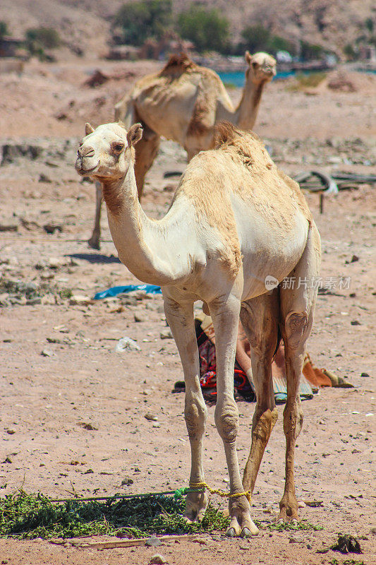 两只骆驼在埃及西奈沙漠旅行。以海和山为背景的景观