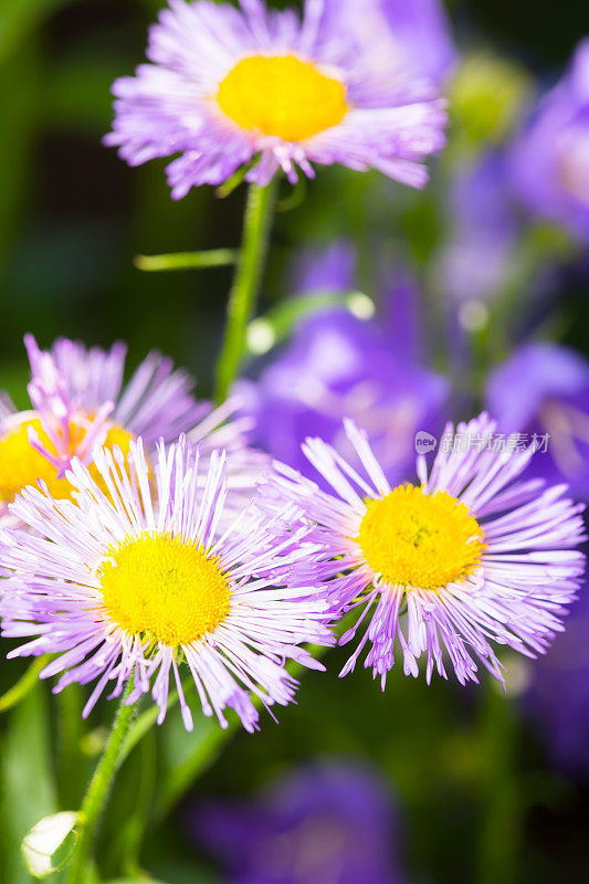 紫色daisies-Purple飞蓬属植物