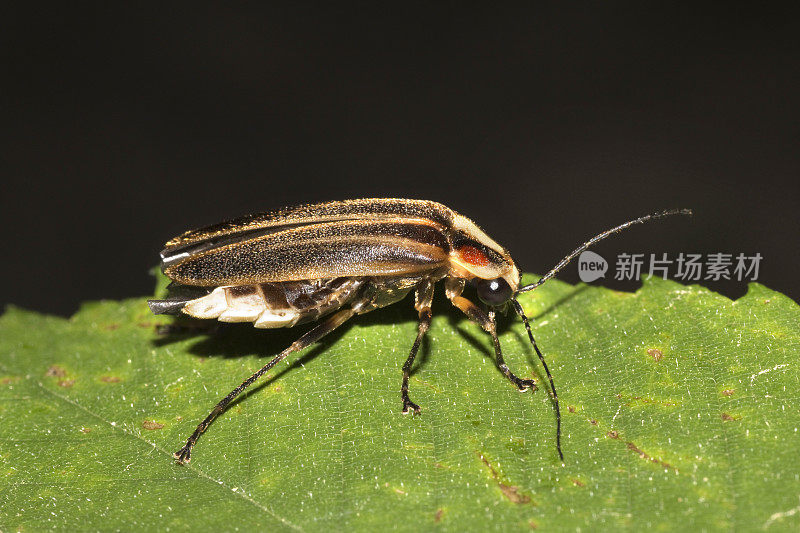 闪电虫照片萤火虫特写马蹄弯柯林斯河田纳西州