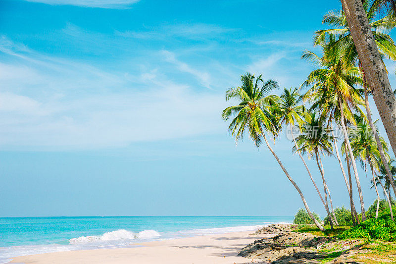 椰子树和蓝绿色的印度洋