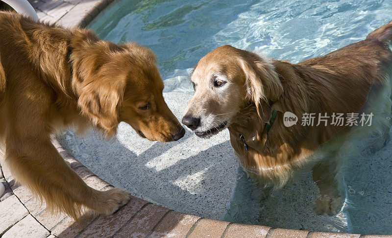 两只金毛猎犬在游泳池对峙