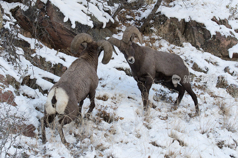 科罗拉多野生大角羊在雪中撞头