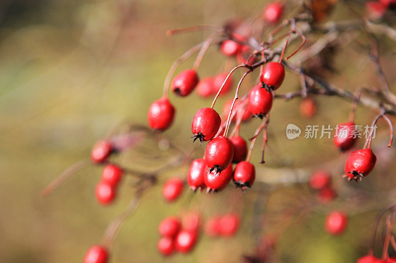 山楂(Crataegus)浆果