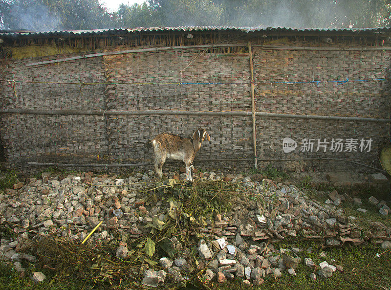 小山羊在碎石上