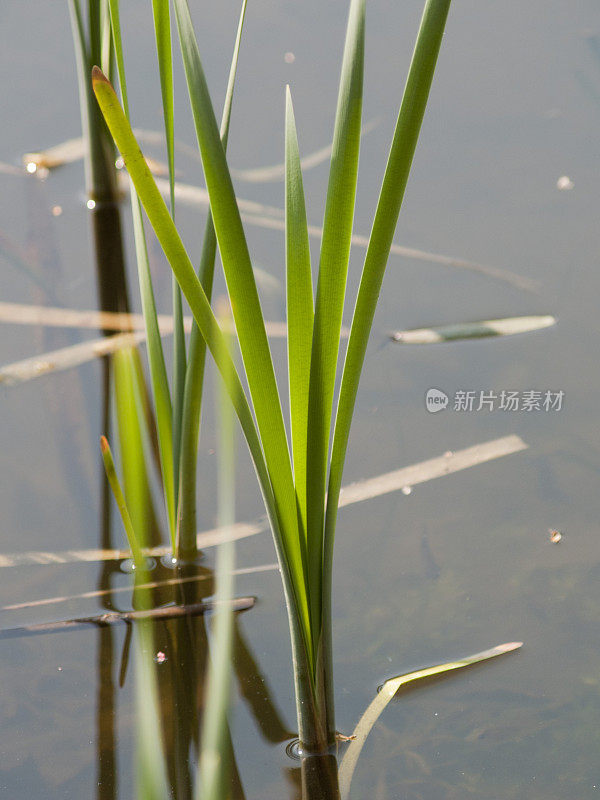 池塘杂草