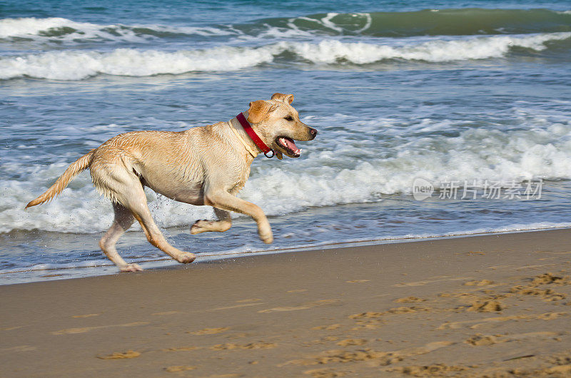 海滩上的拉布拉多犬从海里跑出来