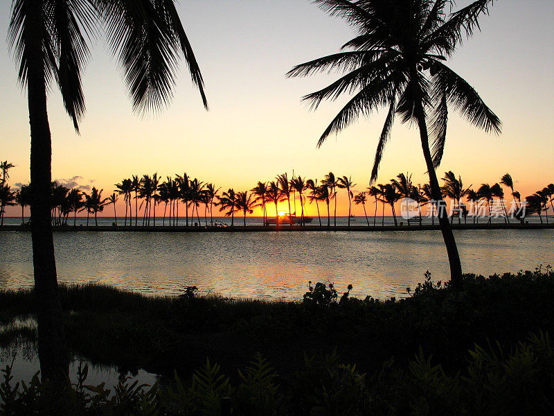 夏威夷日落时的棕榈树