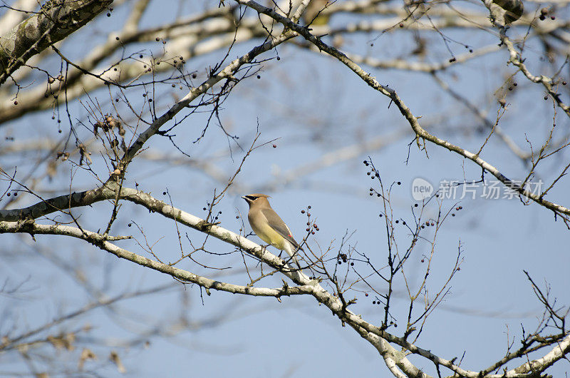 美丽的雪松蜡翼鸟坐在树上和浆果