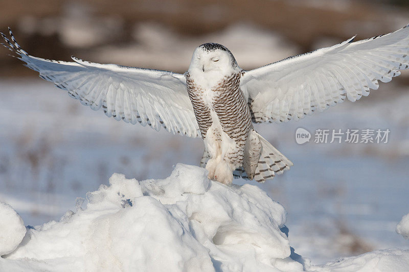 雪鸮