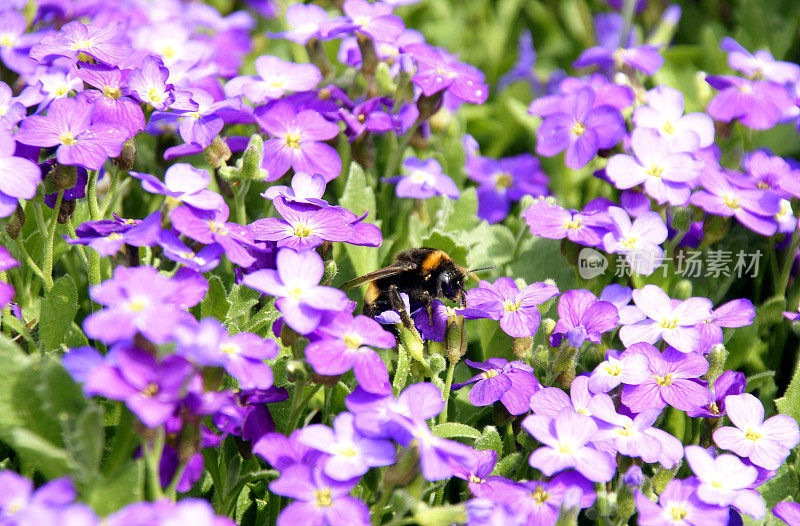 大黄蜂在aubrieta