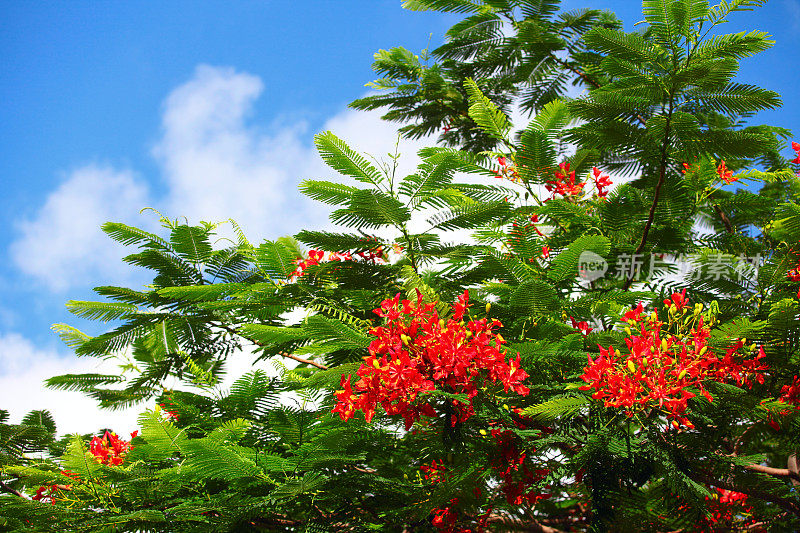 伊莫萨开花在夏天