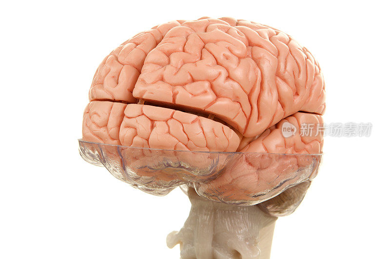 带脊髓顶的人脑模型