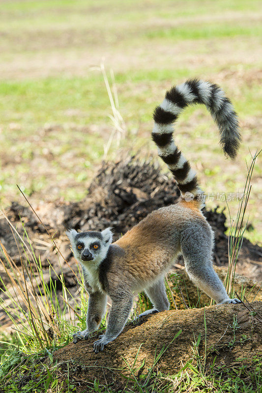 环尾狐猴，野生动物拍摄，马达加斯加