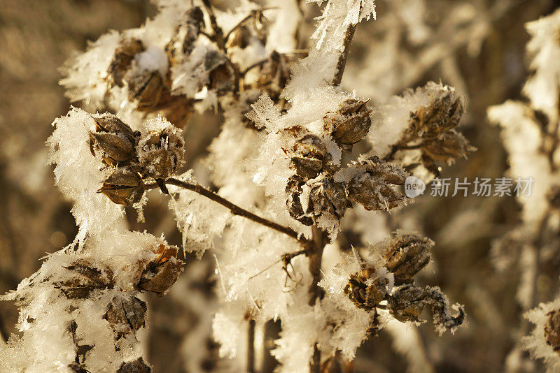 霜干灌木在冬季深褐色调