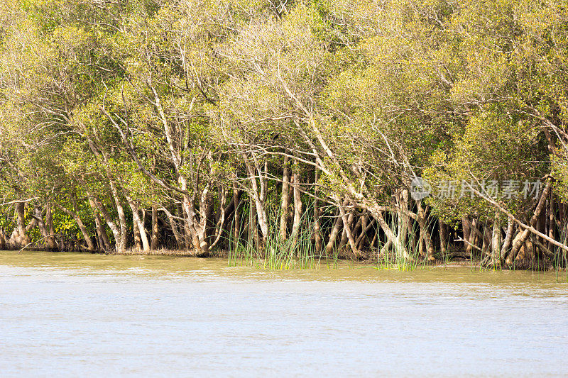 南非夸祖鲁-纳塔尔省的iSimangaliso湿地公园