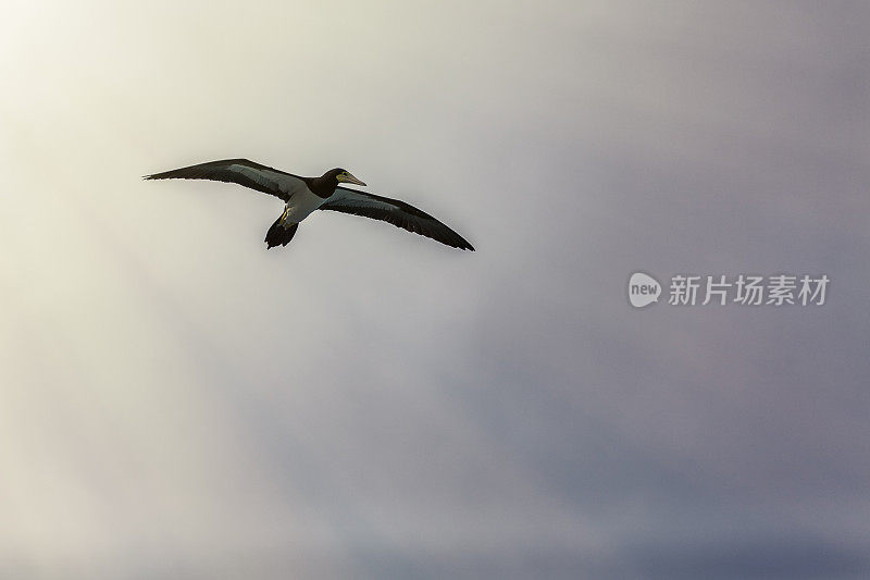 加勒比海鸥