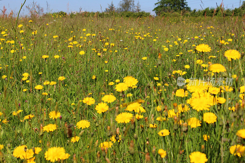 长满黄色山楂花的野花草地(Hieracium)