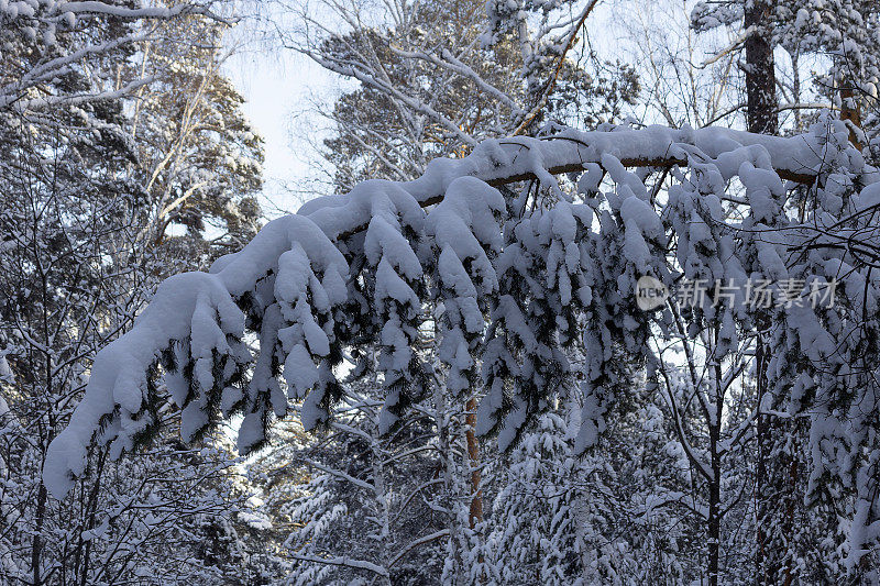 云杉树枝下的雪