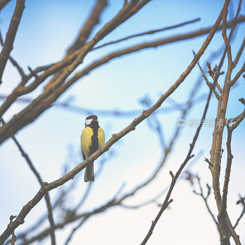 冬天坐在树上的大山雀