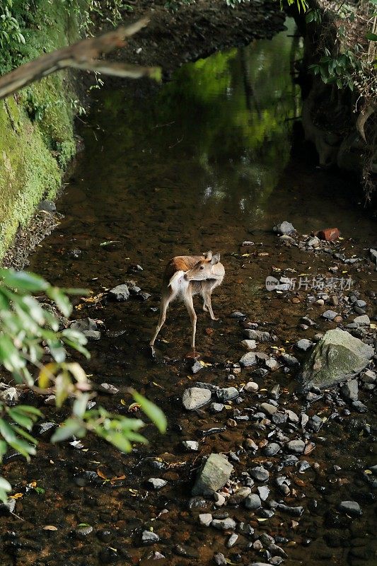 日本的奈良鹿