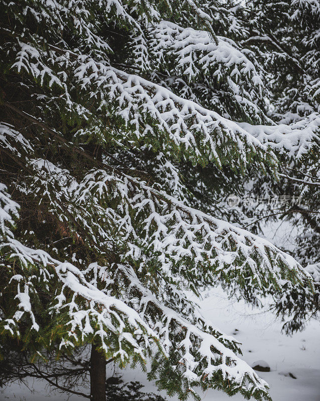 白雪覆盖的冷杉枝