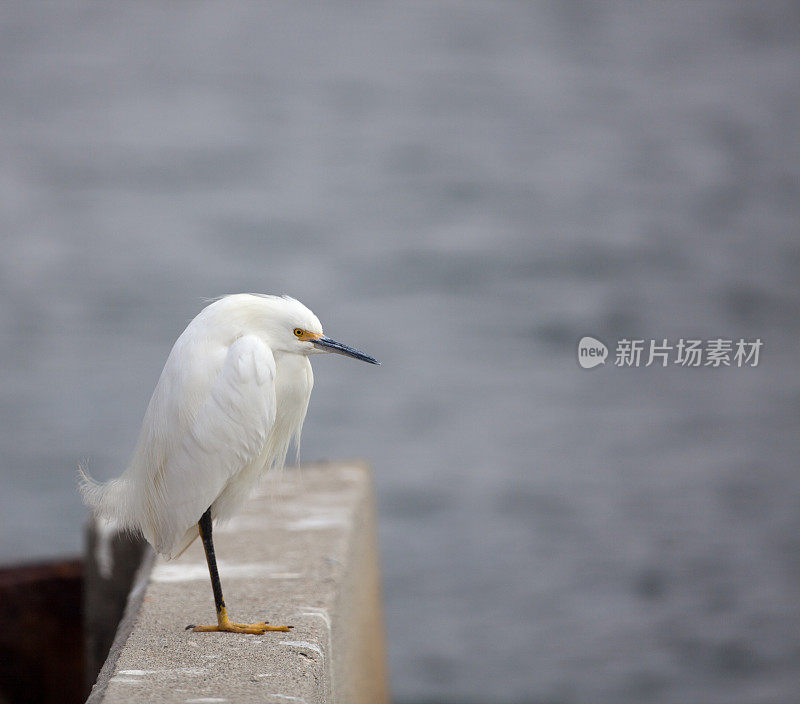 海堤上的白鹭