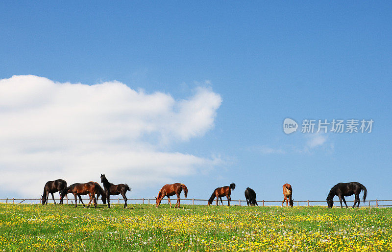 小群年轻的阿拉伯马在多彩的春天牧场