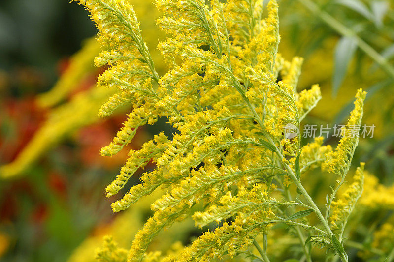 秋麒麟草属植物