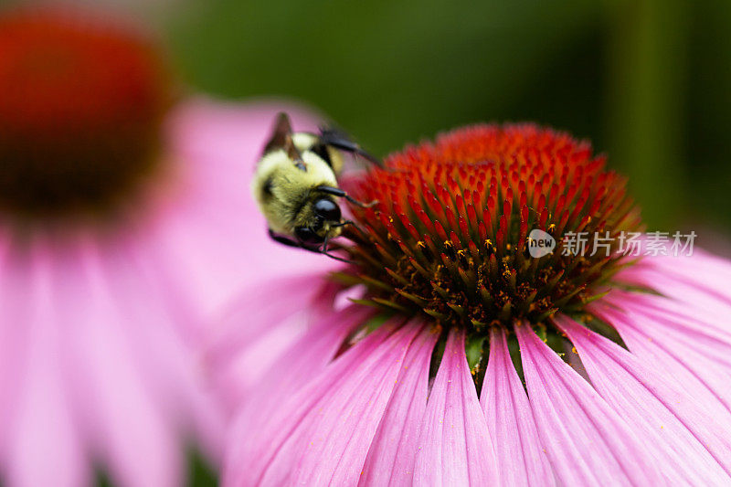 大黄蜂在松果菊