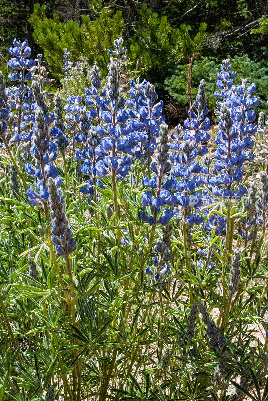 科罗拉多公路上的蓝色羽扇豆花
