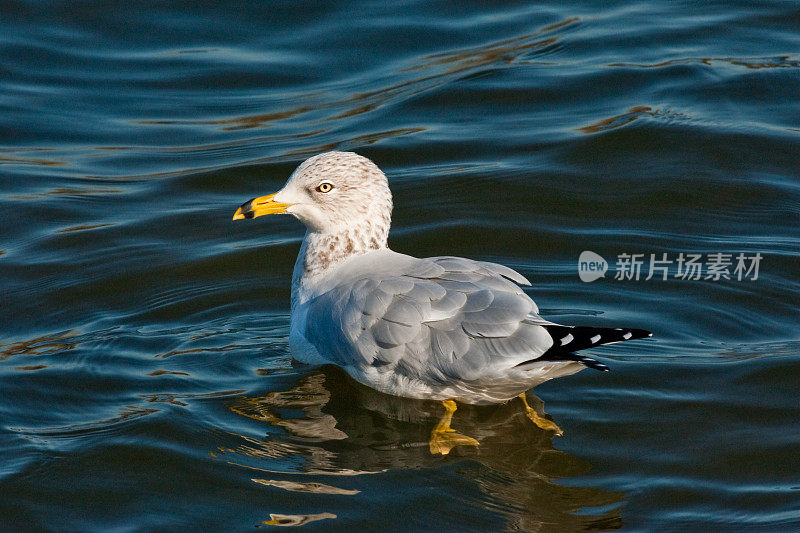 环喙鸥在游泳