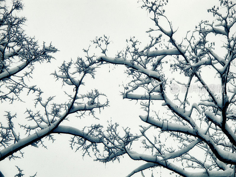 雪在树上