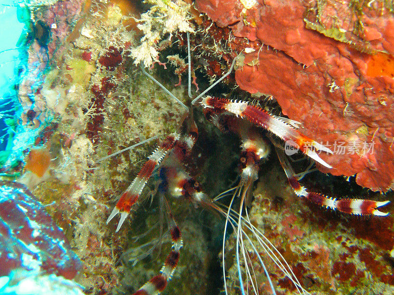 珊瑚虾