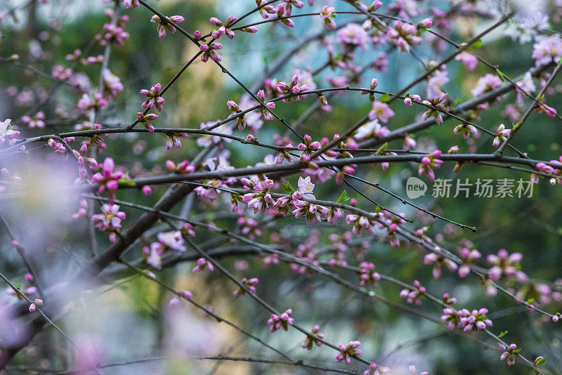 草地上的花