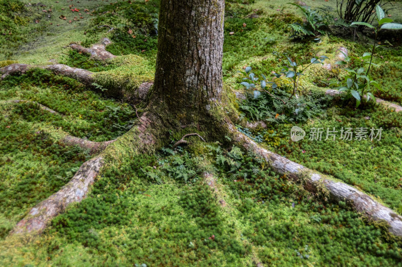 树根被苔藓覆盖