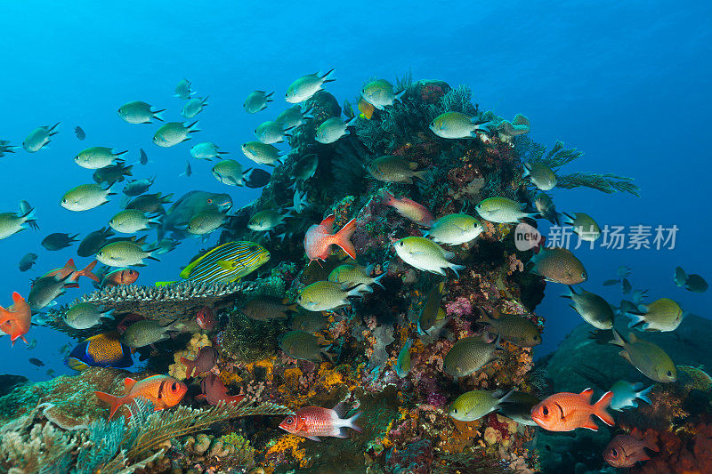 鱼类无处不在!繁忙的海洋生物，茂旺岛，科莫多国家公园，印度尼西亚