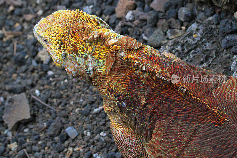 加拉帕戈斯群岛上的鬣蜥