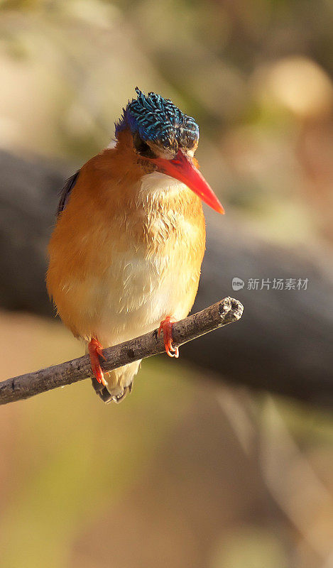 孔雀石翠鸟