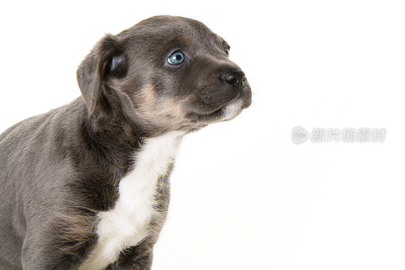 杂种幼犬