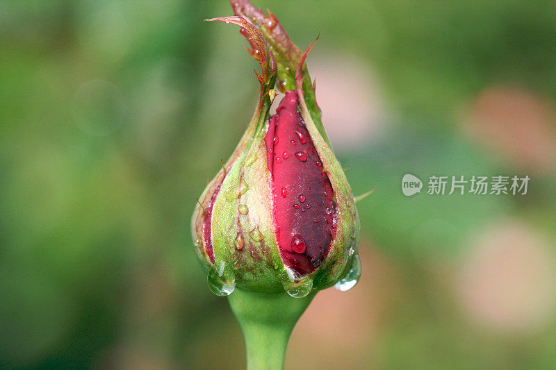 雨后的玫瑰花蕾