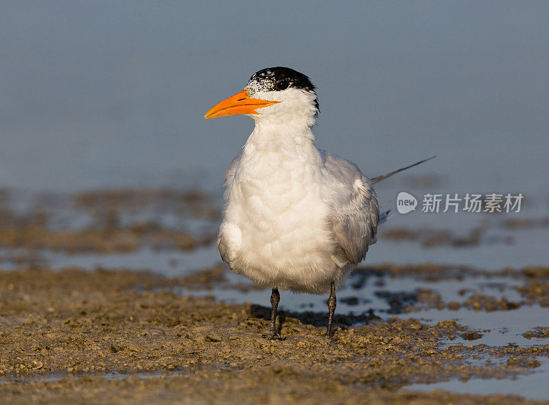 皇家燕鸥