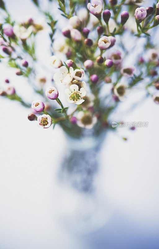 精致美丽的新鲜蜡花花瓶在蓝色的背景