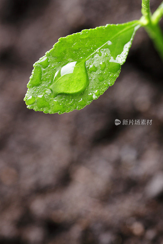 小柠檬树的小叶子