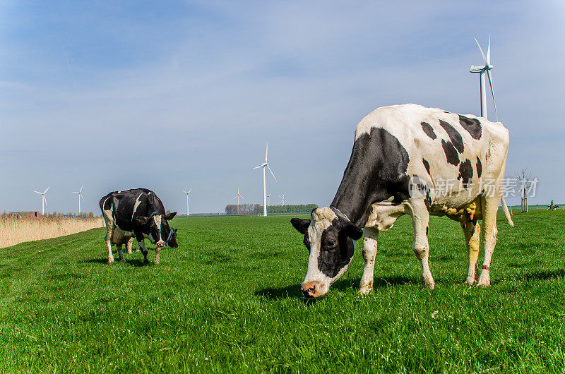 绿色田野上的荷兰奶牛