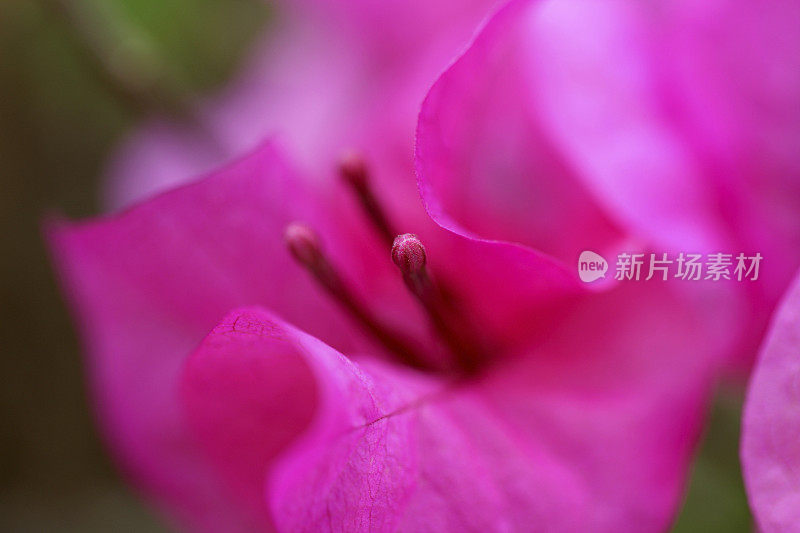 叶子花属花宏