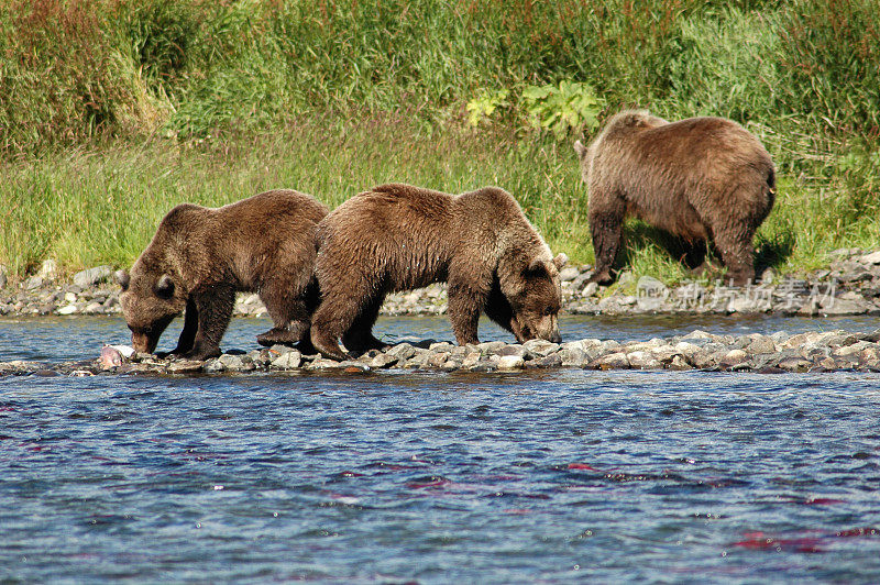 阿拉斯加卡特迈国家公园，灰熊在河里吃鲑鱼。