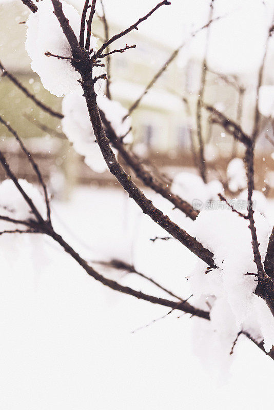 春天下雪时树枝被雪覆盖