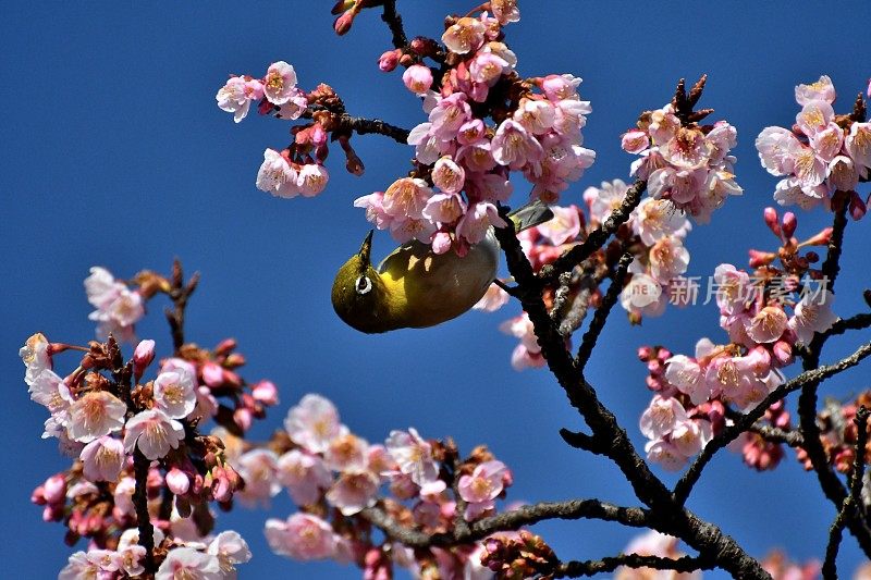 樱花和日本白眼睛