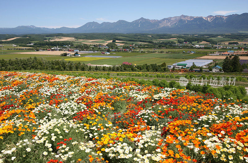 花田与山