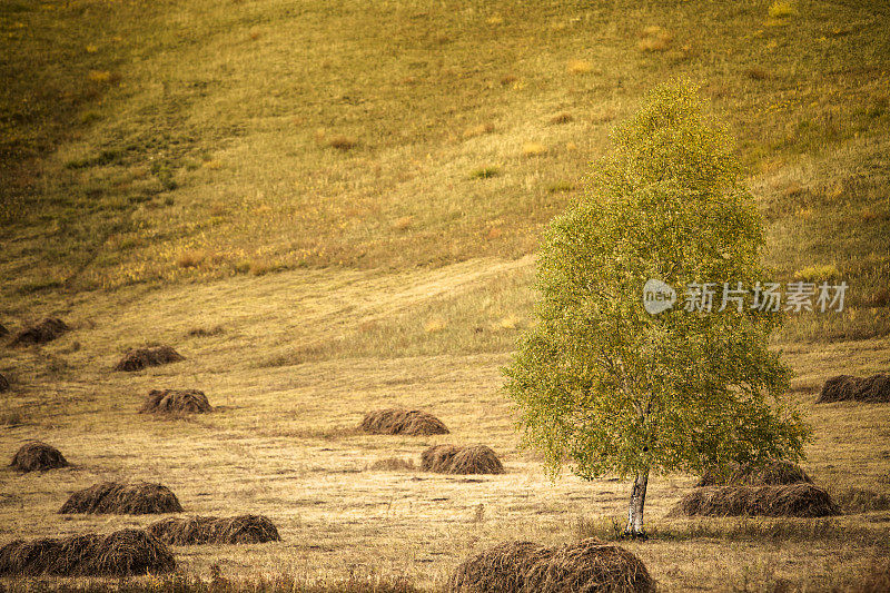 秋天的风景